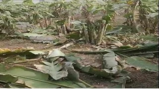 মির্জাপুরে ছাগল কান্ডে কেটে ফেলা হয়েছে  অর্ধশতাধিক কলাগাছ