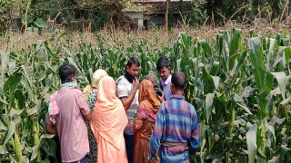 সিংগাইরে নিখোঁজের ৫ দিন পর অটো চালকের লাশ পাওয়া গেলো ভুট্টা ক্ষেতে