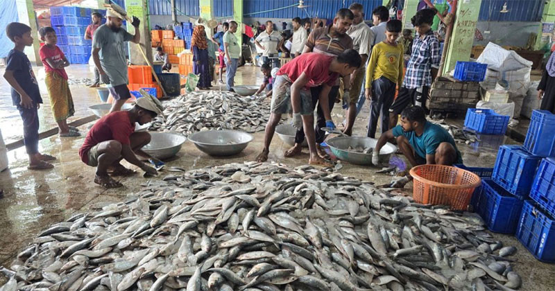 পাথরঘাটার মাছের বাজার