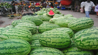 রবি মৌসুমে ৭০ ভাগ উৎপাদনকারী বরিশালে বর্ষাকালীন তরমুজের প্রসার