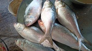 ভরা মৌসুমেও পদ্মা-যমুনায় মিলছে না ইলিশ হতাশ জেলেরা